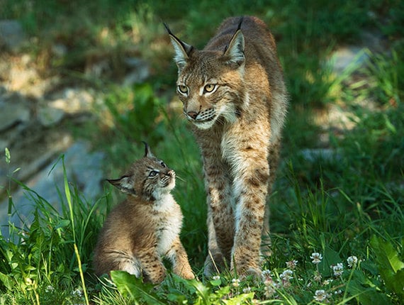 Wildpark Assling